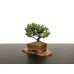 Photo4: Picea jezoensis / Yezo Spruce, Yezomatsu / Small size Bonsai 