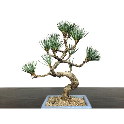 Photo2: Pinus parviflora / White Pine, Goyomatsu / Small size Bonsai