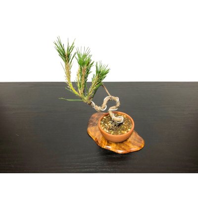 Photo4: Pinus thunbergii / Black Pine, Kuromatsu / Small size Bonsai 