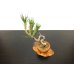 Photo4: Pinus thunbergii / Black Pine, Kuromatsu / Small size Bonsai  (4)