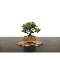 Picea jezoensis / Yezo Spruce, Yezomatsu / Small size Bonsai 