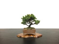 Picea jezoensis / Yezo Spruce, Yezomatsu / Small size Bonsai 