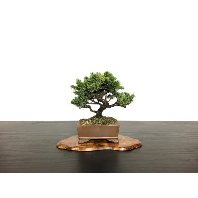 Photo1: Picea jezoensis / Yezo Spruce, Yezomatsu / Small size Bonsai 
