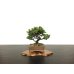 Photo1: Picea jezoensis / Yezo Spruce, Yezomatsu / Small size Bonsai  (1)