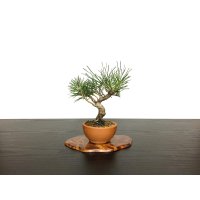 Pinus thunbergii / Black Pine, Kuromatsu / Small size Bonsai 