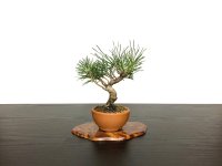 Pinus thunbergii / Black Pine, Kuromatsu / Small size Bonsai 