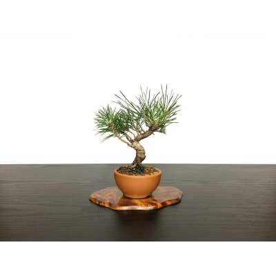 Photo1: Pinus thunbergii / Black Pine, Kuromatsu / Small size Bonsai 