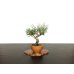 Photo1: Pinus thunbergii / Black Pine, Kuromatsu / Small size Bonsai  (1)