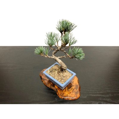 Photo6: Pinus parviflora / White Pine, Goyomatsu / Small size Bonsai