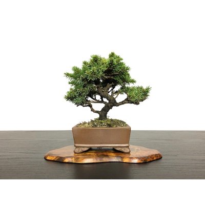Photo3: Picea jezoensis / Yezo Spruce, Yezomatsu / Small size Bonsai 