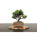 Photo3: Picea jezoensis / Yezo Spruce, Yezomatsu / Small size Bonsai 