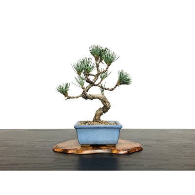 Photo3: Pinus parviflora / White Pine, Goyomatsu / Small size Bonsai