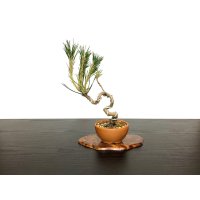 Pinus thunbergii / Black Pine, Kuromatsu / Small size Bonsai 