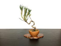 Pinus thunbergii / Black Pine, Kuromatsu / Small size Bonsai 