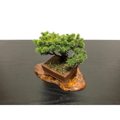 Photo5: Picea jezoensis / Yezo Spruce, Yezomatsu / Small size Bonsai 