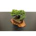 Photo5: Picea jezoensis / Yezo Spruce, Yezomatsu / Small size Bonsai 