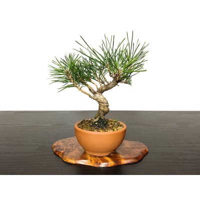Photo3: Pinus thunbergii / Black Pine, Kuromatsu / Small size Bonsai 
