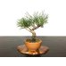 Photo3: Pinus thunbergii / Black Pine, Kuromatsu / Small size Bonsai 