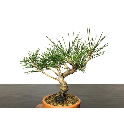 Photo2: Pinus thunbergii / Black Pine, Kuromatsu / Small size Bonsai 