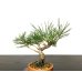 Photo2: Pinus thunbergii / Black Pine, Kuromatsu / Small size Bonsai  (2)