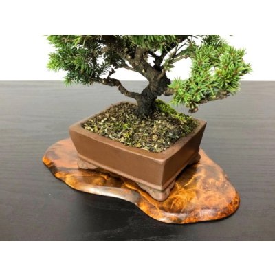 Photo6: Picea jezoensis / Yezo Spruce, Yezomatsu / Small size Bonsai 