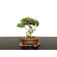 Juniperus chinensis / Japanese Juniper, Shimpaku / Small size Bonsai 