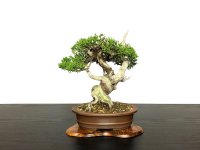 Juniperus chinensis / Japanese Juniper, Shimpaku / Small size Bonsai 