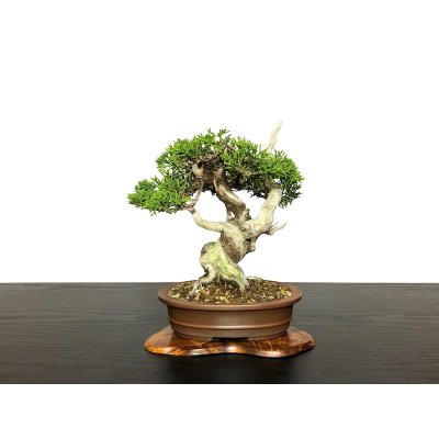 Photo1: Juniperus chinensis / Japanese Juniper, Shimpaku / Small size Bonsai 