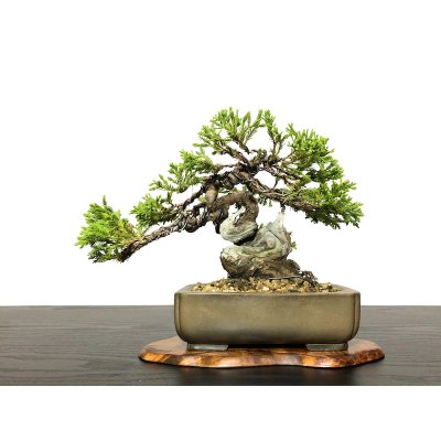 Photo3: Juniperus chinensis / Japanese Juniper, Shimpaku / Small size Bonsai