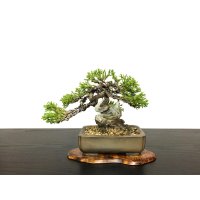 Juniperus chinensis / Japanese Juniper, Shimpaku / Small size Bonsai