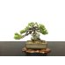 Photo1: Juniperus chinensis / Japanese Juniper, Shimpaku / Small size Bonsai (1)