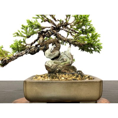 Photo2: Juniperus chinensis / Japanese Juniper, Shimpaku / Small size Bonsai