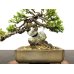 Photo2: Juniperus chinensis / Japanese Juniper, Shimpaku / Small size Bonsai (2)