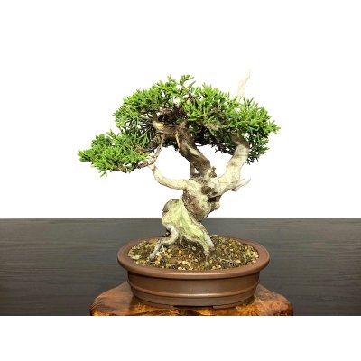 Photo5: Juniperus chinensis / Japanese Juniper, Shimpaku / Small size Bonsai 