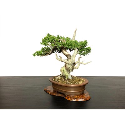 Photo4: Juniperus chinensis / Japanese Juniper, Shimpaku / Small size Bonsai 