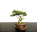 Photo4: Juniperus chinensis / Japanese Juniper, Shimpaku / Small size Bonsai 