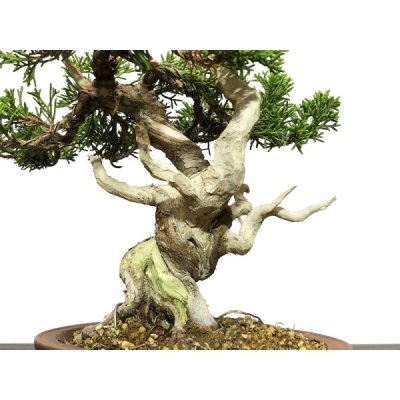 Photo2: Juniperus chinensis / Japanese Juniper, Shimpaku / Small size Bonsai 