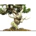 Photo2: Juniperus chinensis / Japanese Juniper, Shimpaku / Small size Bonsai  (2)