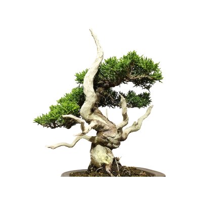 Photo2: Juniperus chinensis / Japanese Juniper, Shimpaku / Small size Bonsai 