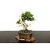 Photo4: Juniperus chinensis / Japanese Juniper, Shimpaku / Small size Bonsai 