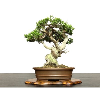 Photo3: Juniperus chinensis / Japanese Juniper, Shimpaku / Small size Bonsai 