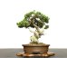 Photo3: Juniperus chinensis / Japanese Juniper, Shimpaku / Small size Bonsai 