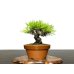 Photo2: Pinus densiflora / Red Pine, Akamatsu / Small size Bonsai  (2)