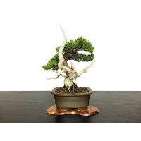 Juniperus chinensis / Japanese Juniper, Shimpaku / Small size Bonsai 