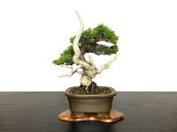 Juniperus chinensis / Japanese Juniper, Shimpaku / Small size Bonsai 