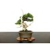 Photo1: Juniperus chinensis / Japanese Juniper, Shimpaku / Small size Bonsai  (1)