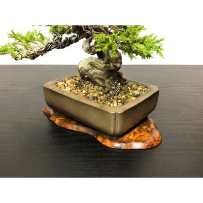 Photo6: Juniperus chinensis / Japanese Juniper, Shimpaku / Small size Bonsai