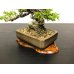 Photo6: Juniperus chinensis / Japanese Juniper, Shimpaku / Small size Bonsai