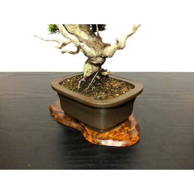 Photo7: Juniperus chinensis / Japanese Juniper, Shimpaku / Small size Bonsai 
