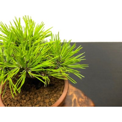 Photo6: Pinus densiflora / Red Pine, Akamatsu / Small size Bonsai 